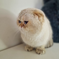 Scottish fold