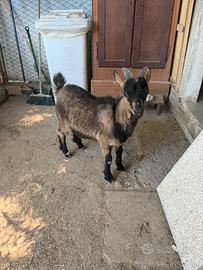 Capra maschio