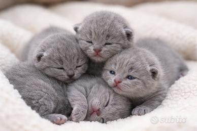 Cuccioli British Shorthair