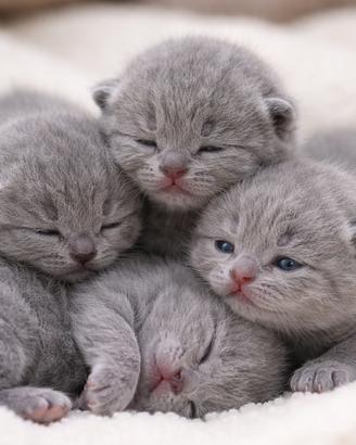 Cuccioli British Shorthair