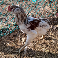 Galline auracana