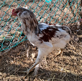 Galline auracana