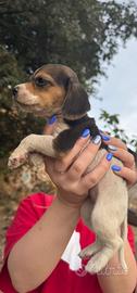 Cuccioli di beagle