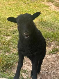Agnello di pecora Nana d'ouessant