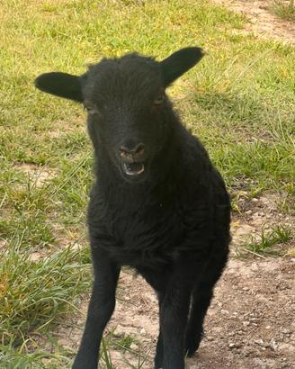 Agnello di pecora Nana d'ouessant