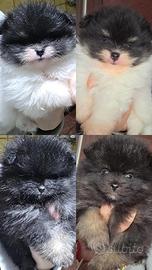 Spitz tedesco nano Pomerania con pedigree