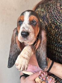 Cuccioli Bassethound