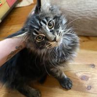 Gatto MAINE COON