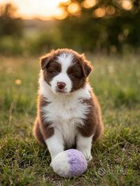 Cuccioli di Border collie