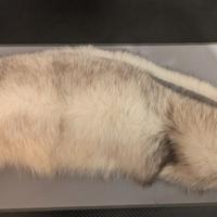 pelliccia copricollo