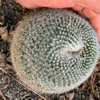 Cactus Pianta grassa mammillaria chinocephala