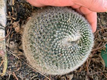 Cactus Pianta grassa mammillaria chinocephala