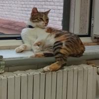 Gattina
