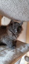 Maine Coon