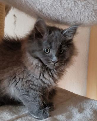 Maine Coon