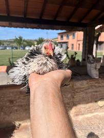 Cocincina nana riccia