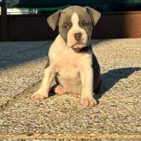 Cuccioli amstaff