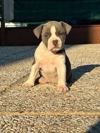 Cuccioli amstaff