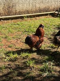 Coppia di Gallo e gallina moroseta