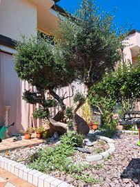 olivo bonsai
