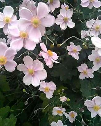 Vasi di anemoni