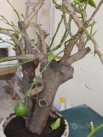 bonsai di limone 