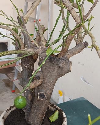 bonsai di limone 