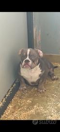 American bully micro exotic