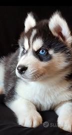 Siberian husky cucciolata con pedigree