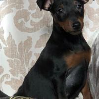 Pinscher