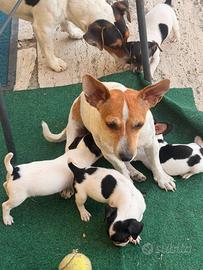 Cuccioli jack russell
