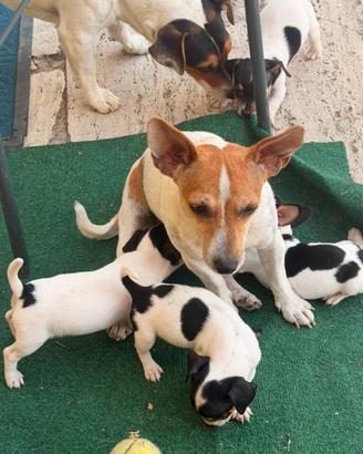 Cuccioli jack russell