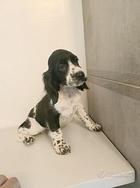Wolf cocker spaniel inglese
