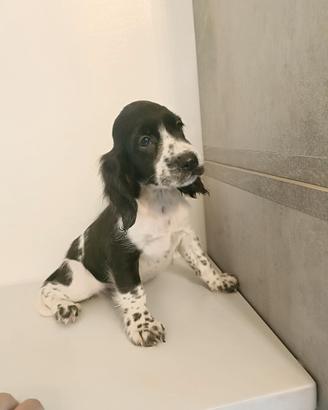 Wolf cocker spaniel inglese