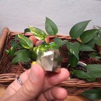 Pirite minerale da vera collezione