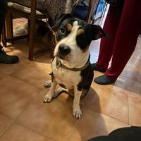 Dolcissima Amstaff