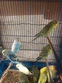 Giovani cocorite di 50 gg