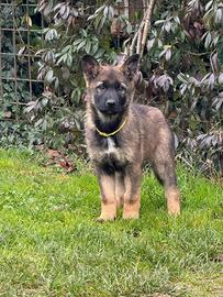 Cuccioli pastore tedesco grigio