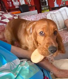 Cocker fulvo