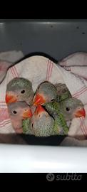 Pulli di parrocchetto dal collare verde