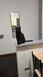 Gattina