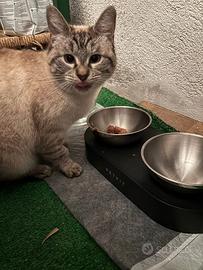 Gattina
