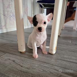Cucciola chihuhua femmina