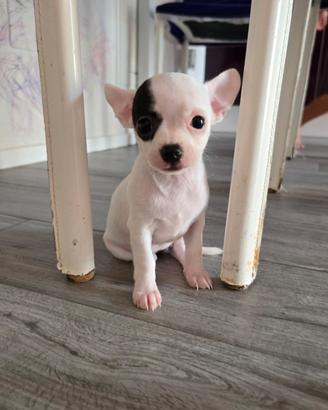 Cucciola chihuhua femmina