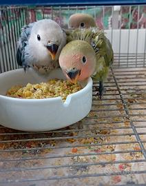 Pappagalli