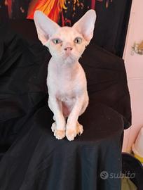 Devon rex red point e red point con bianco