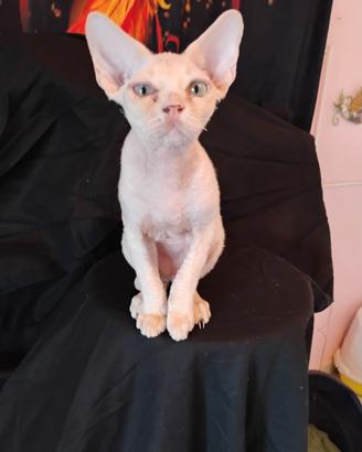 Devon rex red point e red point con bianco
