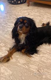 Cavalier king 4 anni