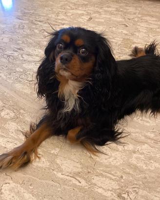 Cavalier king 4 anni