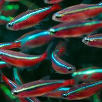 Pesci NEON e CARDINALI